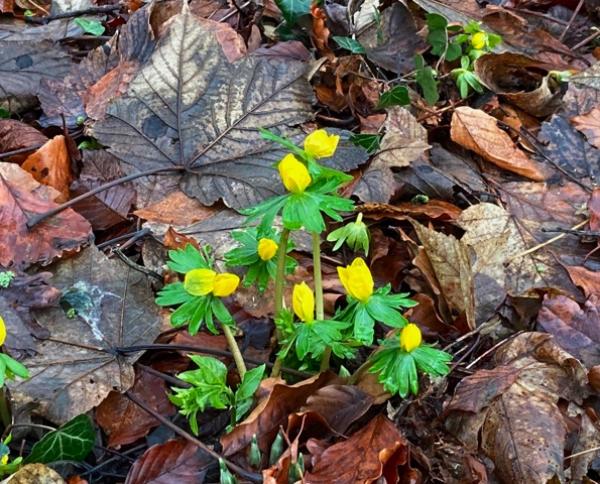 Aconites coming to flower just before New Years Day in Church Road Great Barton